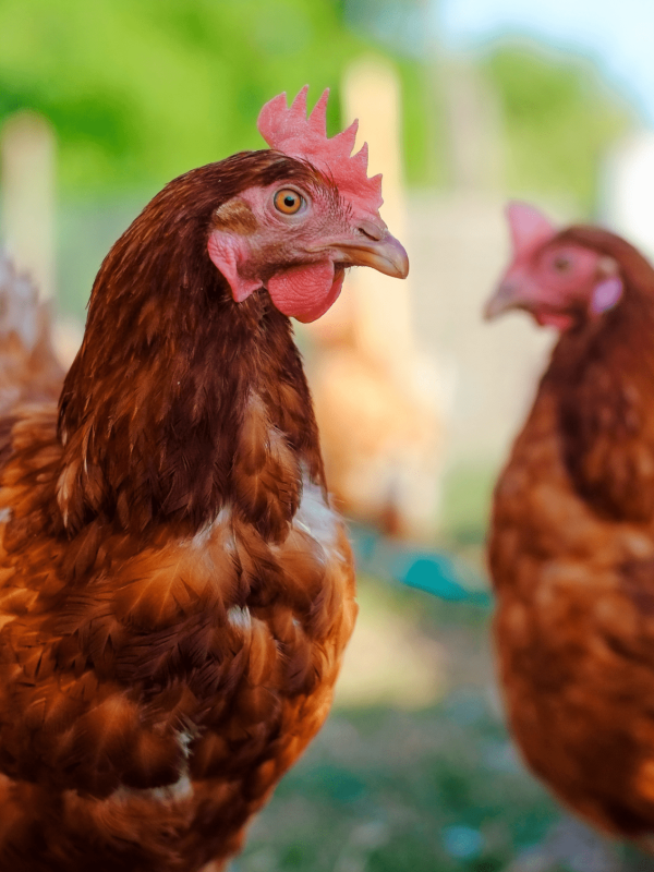 Projekt bez tytułu (31)